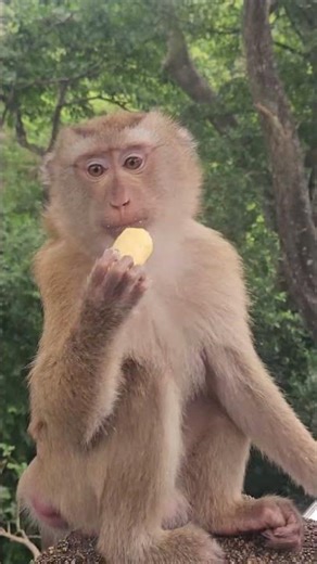 Standard Phuket tax collector