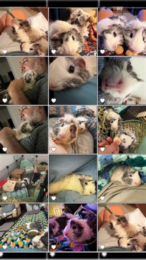 Guinea Pig Song: Why Your Pet Repeats Tunes All Day