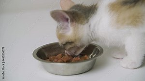 Young cat eating wet food from a metal bowl isolated on white background. Balanced pet food. The right diet for animals. Close-up, slow motion, HD.