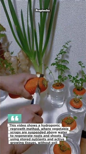 Hydroponic Vegetable Regrowth Hack! Grow Food from Kitchen Scraps #Hydroponics #Gardening #DIY