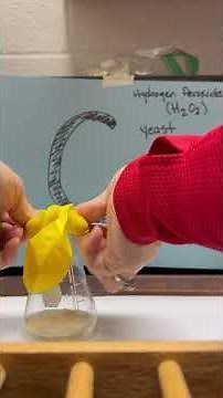 (C) Hydrogen Peroxide and Yeast reaction