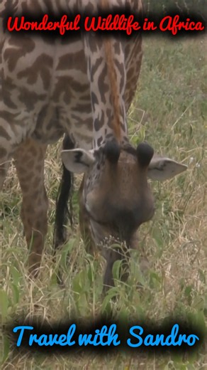 Wonderful Wildlife in Africa, Tanzania Tarangire National Park.