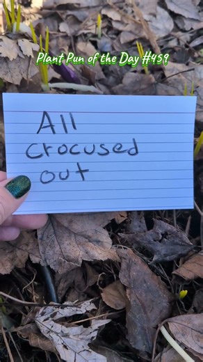 Faded Crocus Flowers🌸 | All crocused out | Plant Pun of the Day | ThePlantifulGardener