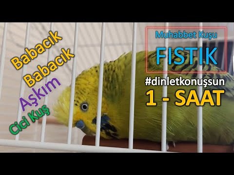 Babacık Aşkım Cici Kuş 1-Saat | Konuşan Muhabbet Kuşu Fıstık dinlet konuşsun