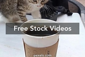 Starbucks Cup Videos, Download The BEST Free 4k Stock Video Footage & Starbucks Cup HD Video Clips