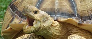 Sulcata Tortoise