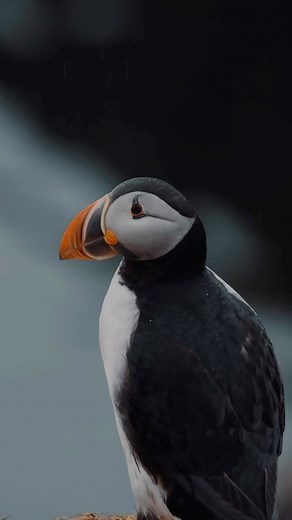 Good news! Puffins have returned to Iceland and are now busy building nests for the breeding season. 🐧🧡 Puffins are cute seabirds with colorful beaks and funny walks. They come back to the same place each year to mate and raise their chicks. Puffins can dive to catch fish and their beaks change color depending on the season. They make a unique sound and are a symbol of summer in Iceland. Keep an eye out for these lovely birds if you’re visiting Iceland this summer! I’ve listed all the best spo