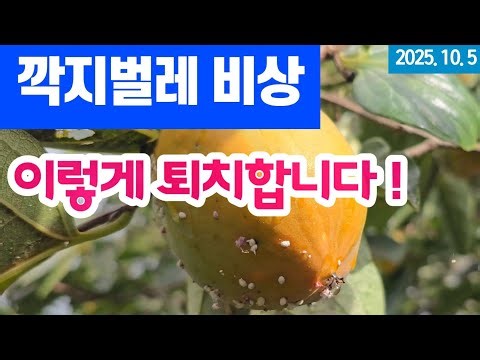 Scale Insect Emergency - Here's How to Get Rid of It.