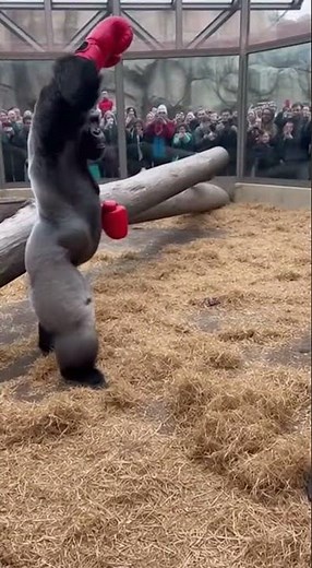 Gorilla's Grip Knocks Bodybuilder Forward