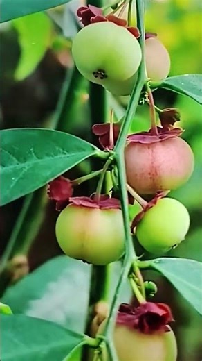 sweet leaf tree #wildlife multivitamin tree💯 subscribe like and share