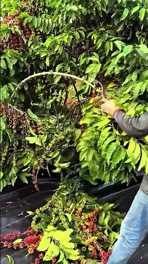 Thu hoạch cà phê #farming #emina #chephamsinhhoc #eminhatban #nhanongkhongdunghoachat