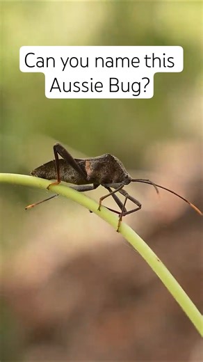 Big Australian Bug 🪲 #naturevlog #nature