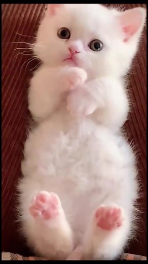 #cute #kitten | Infinite Cat Soul