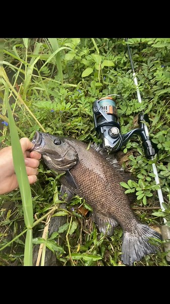 Some good recent fish #fypシ゚ #big