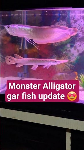Alligator gar fish update 🤩 #alligatorgar #fish #monsterfish #viralvideo #ytshorts #shorts
