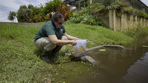 Get 10% off all Cane Toad Tadpole products 🐸👀 ­ With hotter days and scattered rain, cane toads are entering their peak breeding period. To kick off the season, we're offering 10% OFF our Cane Toad Tadpole Trap & Lures for a limited time*. Help break the breeding cycle with our eco-friendly solution that targets cane toads at their most vulnerable tadpole stage. 🎯Use the code CANETOADS26 at the checkout and get 10% off your order. Let’s create safe havens in our backyards, golf courses or eve