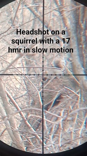 Headshot on a squirrel with a 17 hmr in slow motion #country