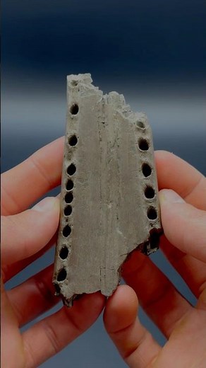 Here’s one of our favourite jaw fossils 🐊🦖 It’s from an extinct beastly crocodile 🏝😍🙌🏻🏝