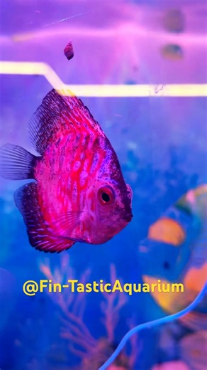 Exotic Colourful Discus Fish in Action 🐟 | Ultimate Freshwater Aquarium Setup