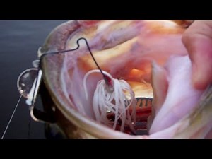 Explosive Buzzbait Hits! Topwater Buzzbait Bass Fishing