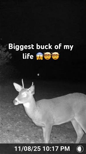 Thirty point buck