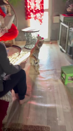 Playful Interaction with a Serval Cat