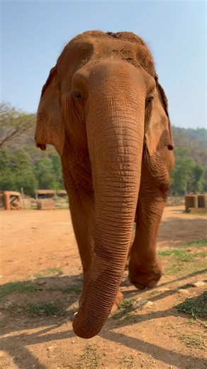 609K views · 38K reactions | Kra Tae’s Long Road to Freedom  Born...