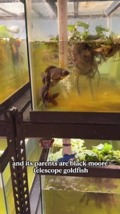 The Baby Goldfish Hatched Amazing First Moments of New Fry