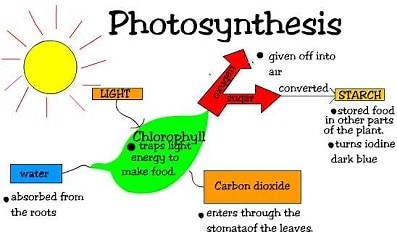 Photosynthesis/respiration in the carbon cycle