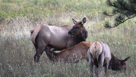 Third Estes Park elk attack in 8 days called 'unprecedented' by wildlife officials