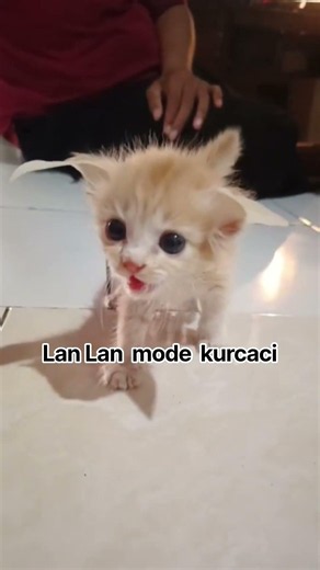 Lan Lan mode kurcaci