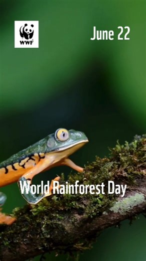 #WorldRainforestDay In just a century, half of the world's rainforests have been destroyed. This devastation accelerates climate change, disrupts water cycles, and causes soil erosion. If we don't act now, we risk losing these precious ecosystems forever. Take action today by reducing your consumption, supporting conservation efforts, and spreading awareness. Video Courtesy: envato.com #rainforests #wildlife #species #conservation | WWF-India