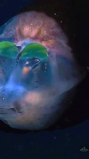 Barreleye fish - so beautiful #fyp #foryou #animal #alivediscovery #biganimal #seamonster #viral #bigmonster #monster