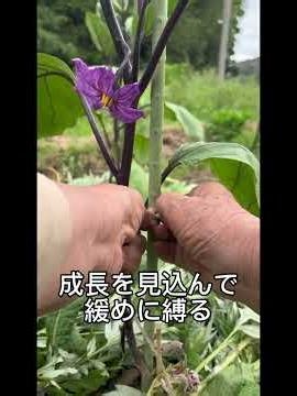 『初心者必見』野菜を傷めない支柱の結び方#家庭菜園#麻ひも#天然素材#八の字結び##優しい野菜の寄り添い方