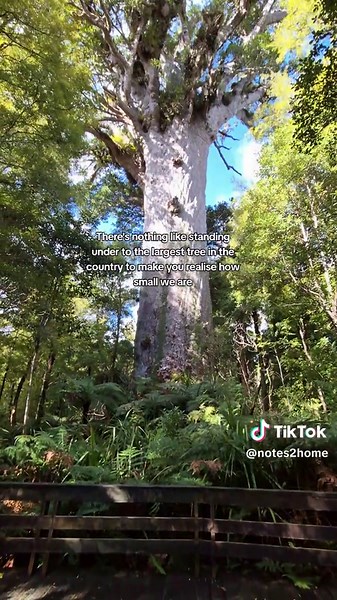 Explore Tane Mahuta: New Zealand's Ancient Kauri Tree