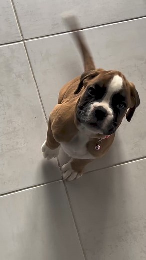 14K views · 907 reactions | ⚠️ Warning ⚠️ cuteness overload. #dog #reelsviralシ #virals #boxerpuppies #boxerdog #boxerdogcentral #boxerdogsofinstagram #boxerpuppy #boxerdogfans #boxergram #boxerdogs #boxerclub #boxerpup #boxerfamily | Boxer Fans | Facebook