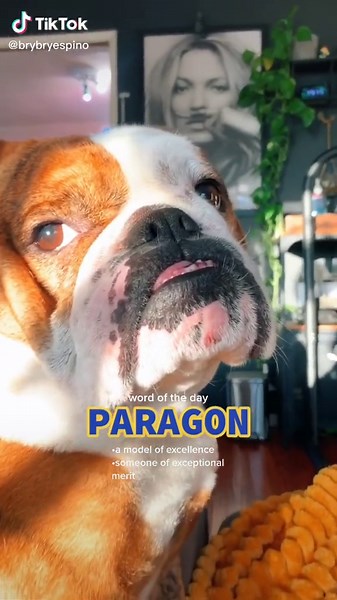 Discover the Meaning of the Word 'Paragon'