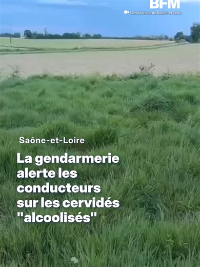 En Saône-et-Loire, les gendarmes alertent les automobilistes sur la présence de cerfs alcoolisés. Ces animaux ont consommé des bourgeons ou des fruits fermentés. #cerfs #sécuritéroutière #saône-et-loire