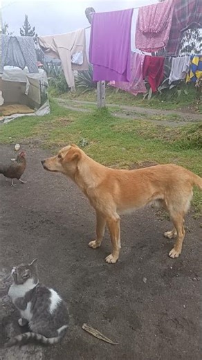 Perro Firulais 🐶 #todos #foryouシ #foryouシ #fypシ゚ #amazonia #amazing #fbreelsfypシ゚viralシ