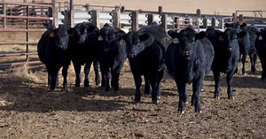 Montana Ag Network: Big Sandy school serves up local beef