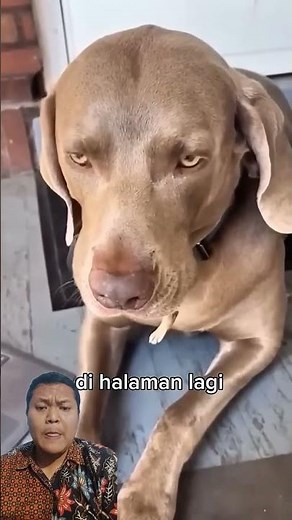 Anjing TerAneh di dunia #anjing #anjinglucu #hewan #animals #fypviral #funny #facts