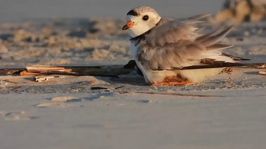 Piping plovers, or as we like to call them, the cutes with legs, are asking you for some R-E-S-P-E-C-T as they nest and raise their young. Just a few short hours after hatching, baby piping plovers have the ability to hunt and forage with their parents. They run in short starts and stops and when still, adults and chicks blend into the pale background of open, sandy habitat on outer beaches where they feed and nest. Increased development and beach recreation after World War II caused the populat