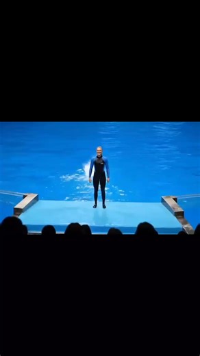 Amazing Dolphin Show Highlights