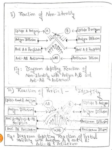 BZYEL 142 EXP Ouchterlony Double Immuno-Diffusion Method