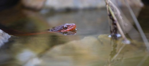 Red-Bellied Water Snake: Are They Dangerous and Where Do They Live?