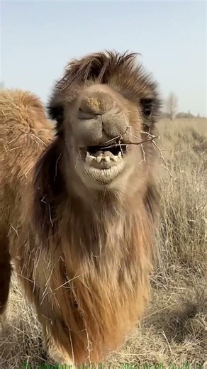 Mistakes you shouldn't make around these animals ⚠️🐾