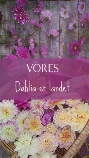 Dahliaknoldene er landet i Danmark ➡️ Spirekassen … OG vi har pakket jeres ordrer hele dagen 💪📦 MEN… vi nægter altså at sende dem endnu 😅 ⤵️ 🌱 Levering af dahlia Dahliaknolde er nemlig lidt sarte og bryder sig virkelig ikke om frost. Faktisk går de næsten i chok ved minusgrader 🥶 Da GLS desværre ikke tilbyder “termodyne til blomsterknolde”, venter vi med at sende, til risikoen for nattefrost er ovre. Alt sammen for at sikre, at dine knolde ankommer sunde, glade og klar til at gro 🌸 Så snar