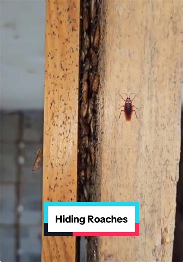 Roaches Infestation Nightmare in Ontario