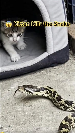 Small Kitten vs Snake 🐱🐍 | Tiny Cat’s Brave Attack Shocks Everyone!