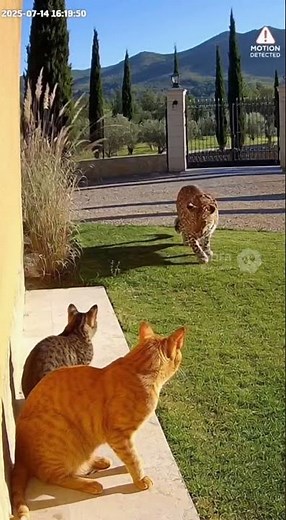 Created with AI: UNBELIEVABLE! House Cat Fights Off Wild Leopard! 😱 (CCTV Footage)#CatVsLeopard